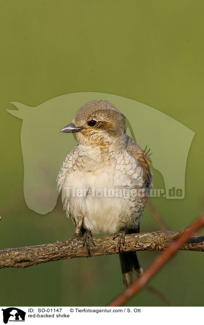 red-backed shrike / SO-01147