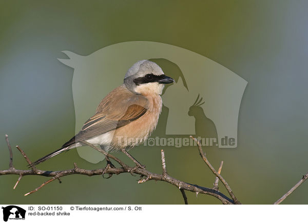 Neuntter / red-backed shrike / SO-01150
