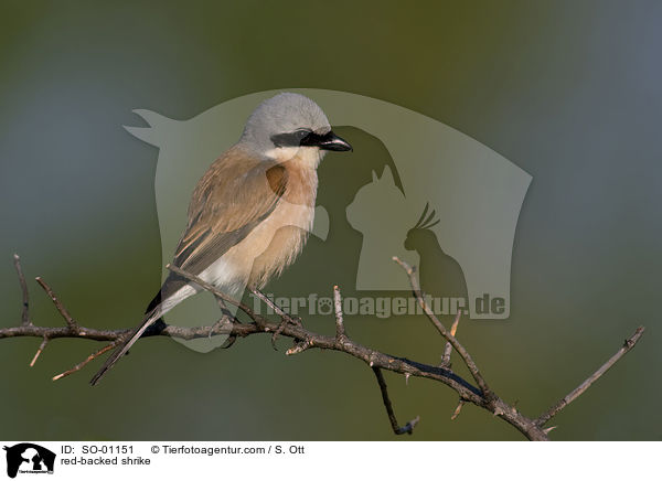 red-backed shrike / SO-01151