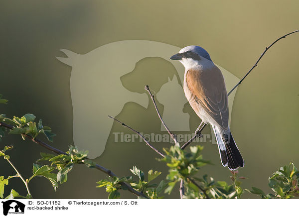 Neuntter / red-backed shrike / SO-01152