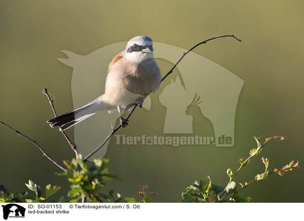 red-backed shrike / SO-01153