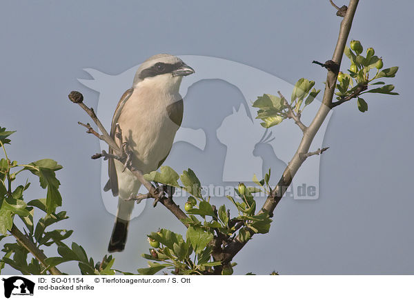 red-backed shrike / SO-01154