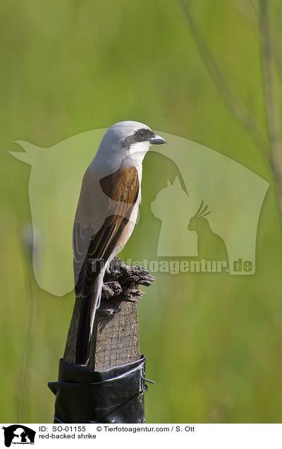 Neuntter / red-backed shrike / SO-01155