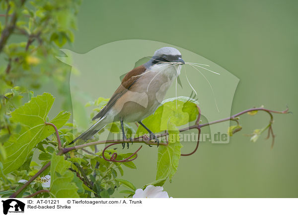 Red-backed Shrike / AT-01221
