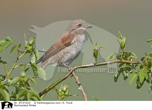 Red-backed Shrike / AT-01223