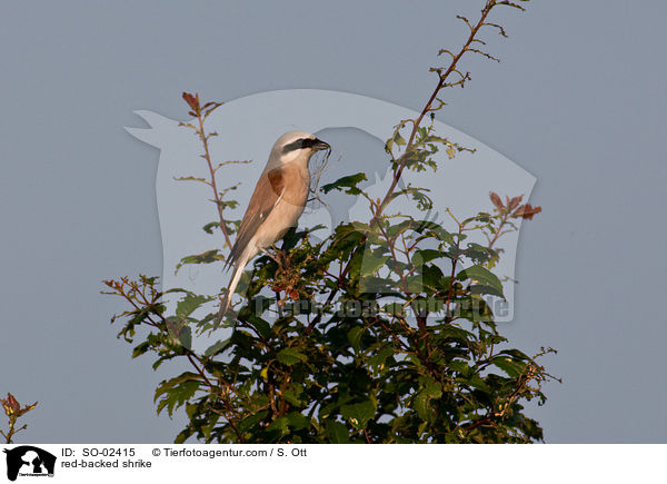 red-backed shrike / SO-02415