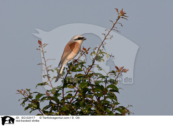 red-backed shrike / SO-02417