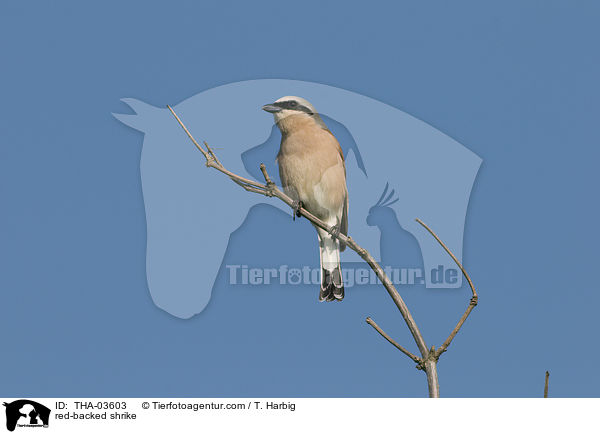 Neuntter / red-backed shrike / THA-03603