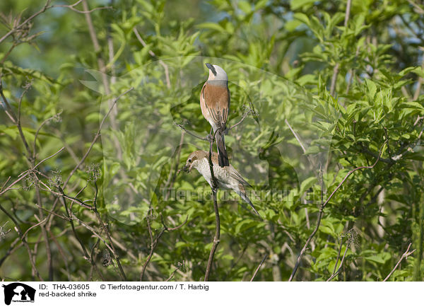 red-backed shrike / THA-03605