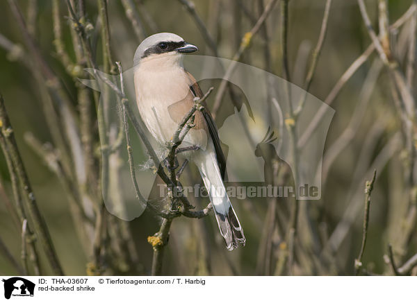 red-backed shrike / THA-03607