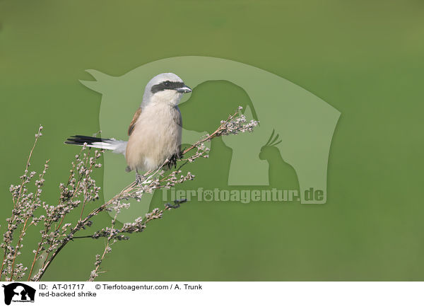 Neuntter / red-backed shrike / AT-01717