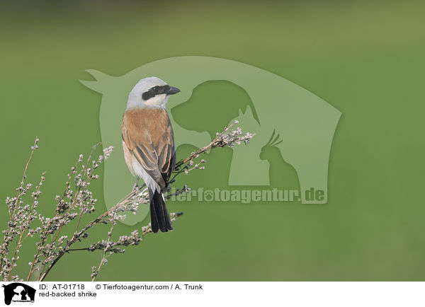 Neuntter / red-backed shrike / AT-01718