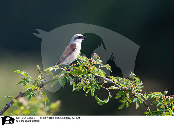 red-backed shrike / SO-02682