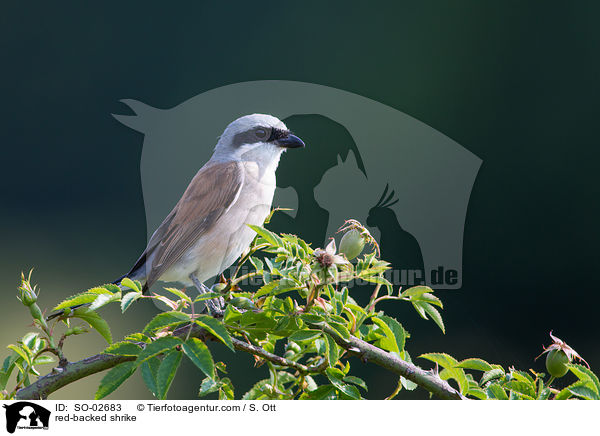 red-backed shrike / SO-02683