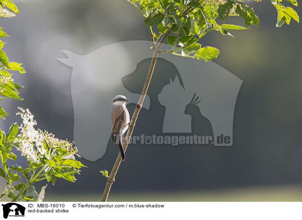Neuntter / red-backed shrike / MBS-16010