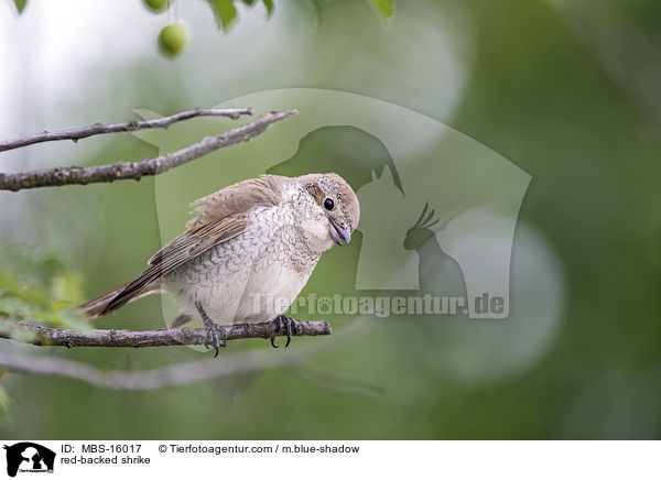 Neuntter / red-backed shrike / MBS-16017