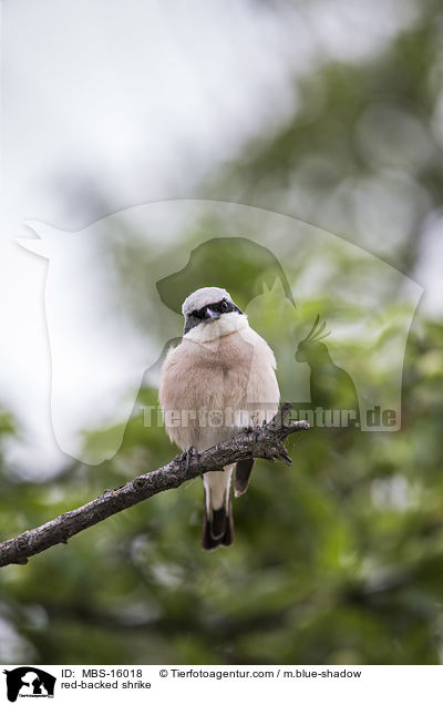 red-backed shrike / MBS-16018