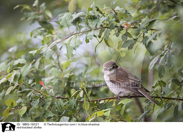 Neuntter / red-backed shrike / MBS-16021