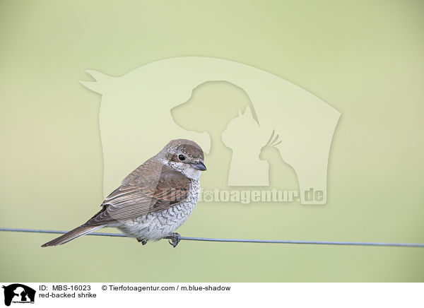 red-backed shrike / MBS-16023