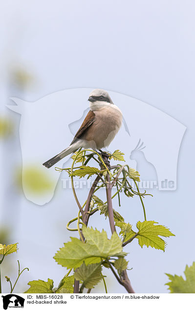 red-backed shrike / MBS-16028