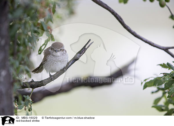 red-backed shrike / MBS-16029