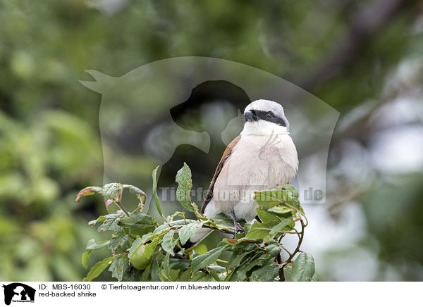 red-backed shrike / MBS-16030