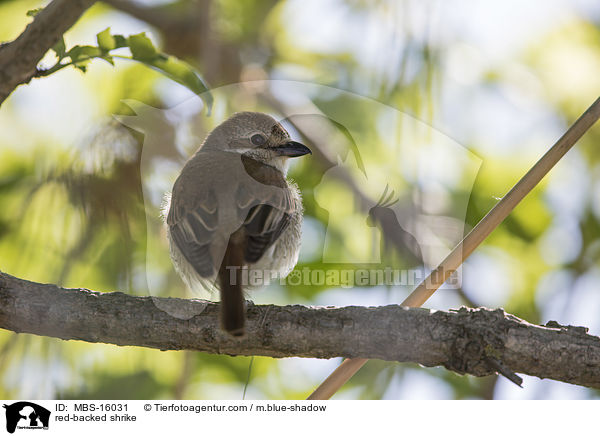 red-backed shrike / MBS-16031