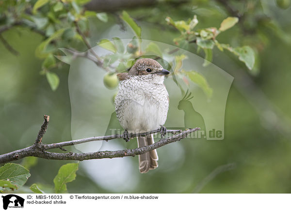 red-backed shrike / MBS-16033