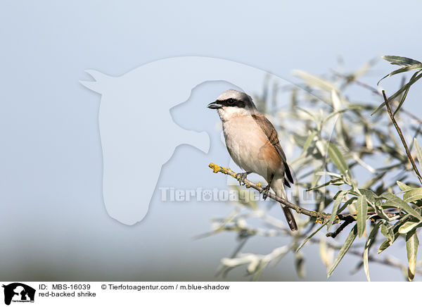 red-backed shrike / MBS-16039