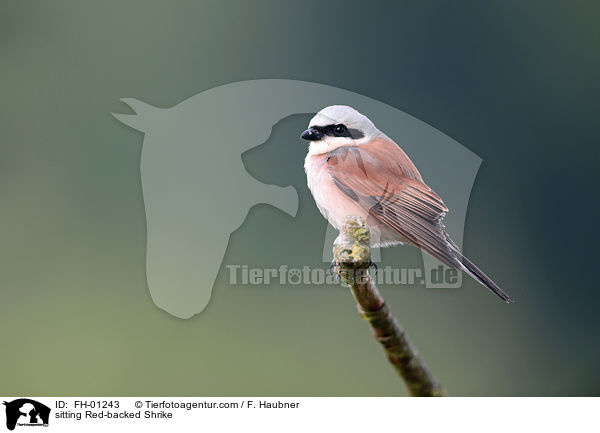 sitting Red-backed Shrike / FH-01243