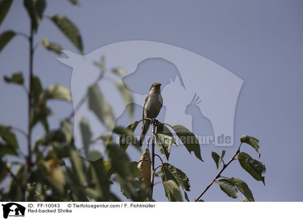 Red-backed Shrike / FF-10043