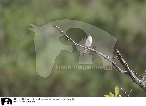 Red-backed Shrike / FF-10045