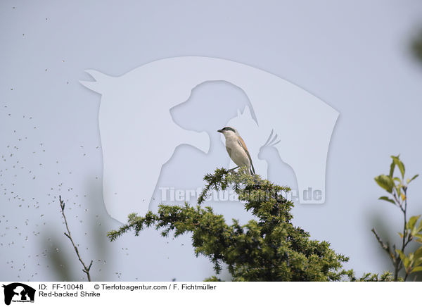 Neuntter / Red-backed Shrike / FF-10048