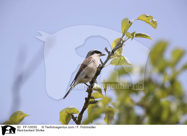 Red-backed Shrike / FF-10050