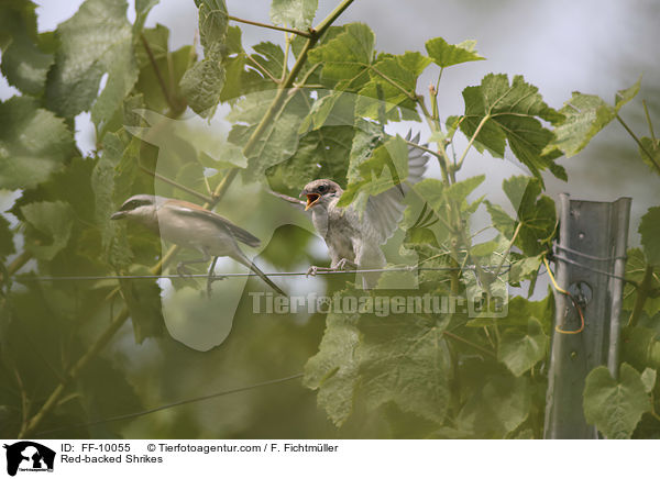 Neuntter / Red-backed Shrikes / FF-10055