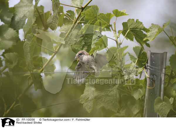 Red-backed Shrike / FF-10056