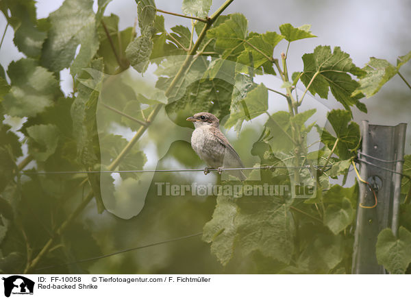 Red-backed Shrike / FF-10058