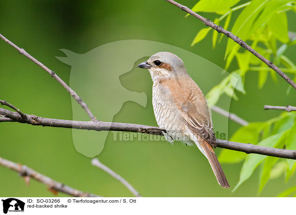 red-backed shrike / SO-03266