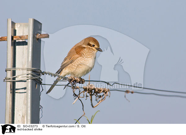 red-backed shrike / SO-03273