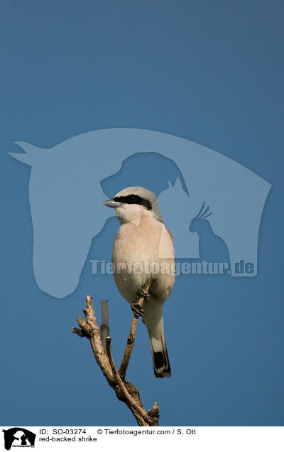 red-backed shrike / SO-03274