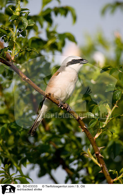Neuntter / red-backed shrike / SO-03333