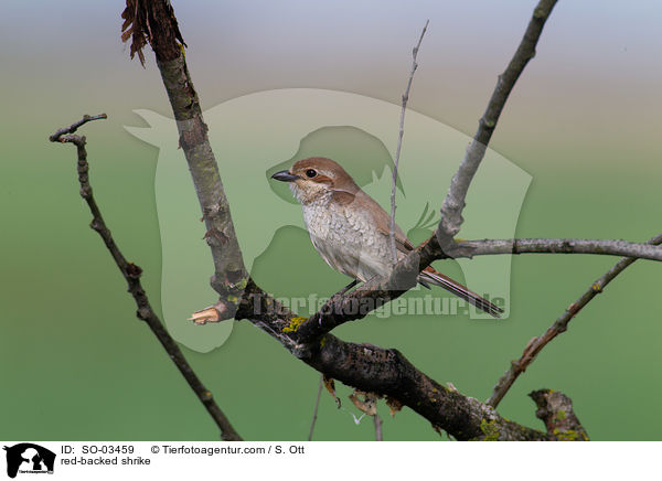 red-backed shrike / SO-03459