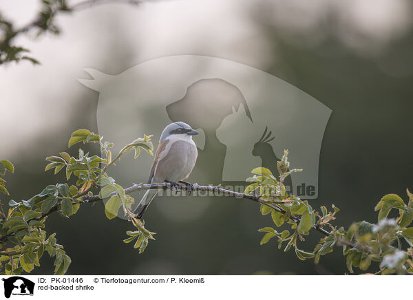 red-backed shrike / PK-01446