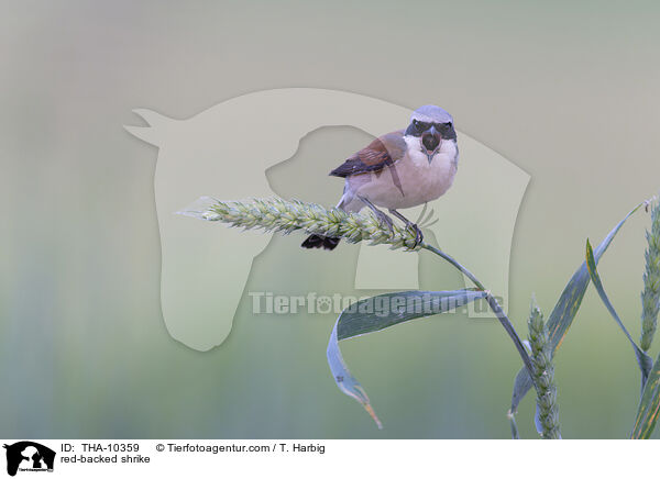 red-backed shrike / THA-10359