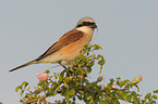red-backed shrike