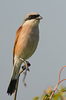 red-backed shrike