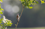 red-backed shrike