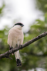 red-backed shrike