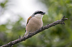 red-backed shrike