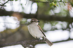 red-backed shrike
